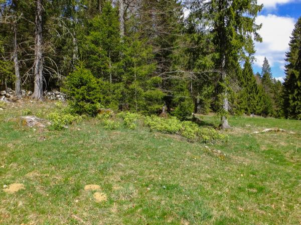 Les abeilles sauvages de Suisse - Bombus pratorum 