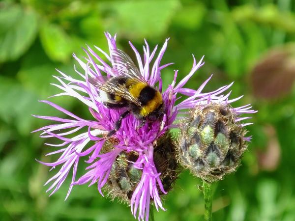 Les abeilles sauvages de Suisse Bourdon des friches - Bombus ruderatus