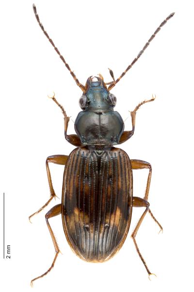 Carabes de Suisse - Bembidion dentellum