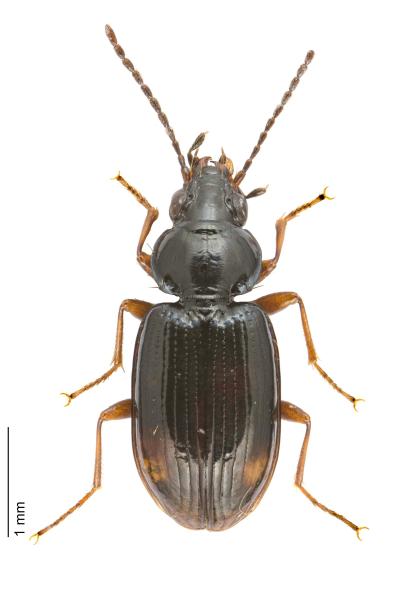 Carabes de Suisse  - Bembidion guttula 