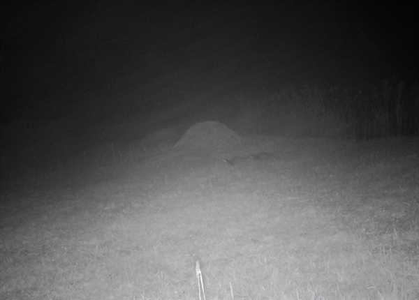 Des loutres filmées par une caméra de la faune sauvage (© Amt für Jagd und Fischerei, Kanton Graubünden)