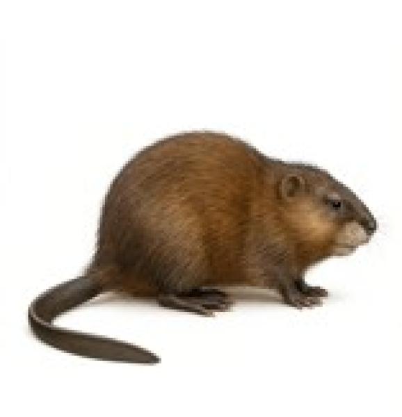 Bisamratte