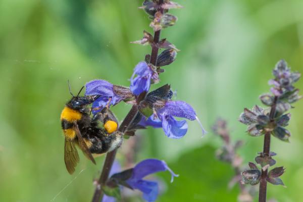 Wildbienen der Schweiz Tonerdhummel - Bombus argillaceus