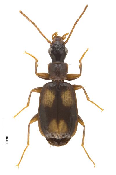 Carabes de Suisse - Calodromius spilotus