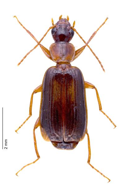 Carabidés de Suisse - Dromius angustus