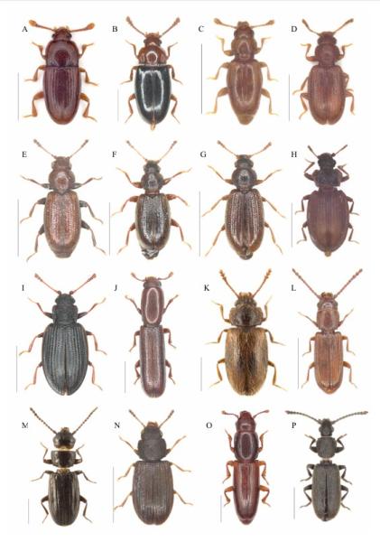 Sechzehn Käferarten