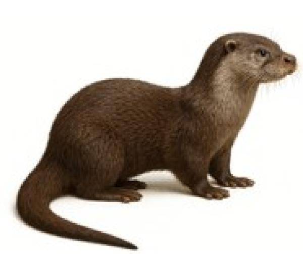 Fischotter