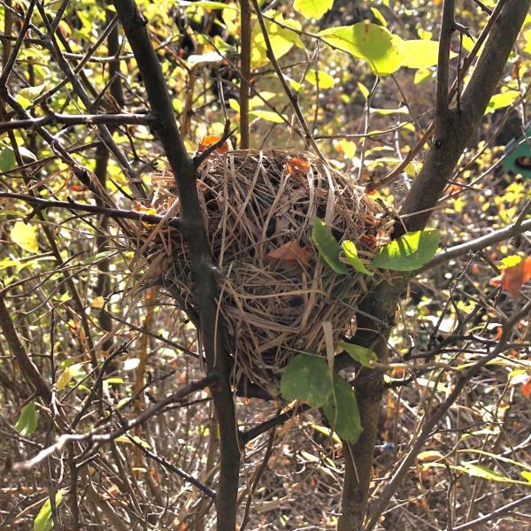 Nid de muscardin (©Danièle Hollenstein)