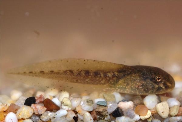 Larve d'amphibien - Alytes obstetricans © Ursina Tobler