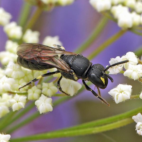 Wildbienen der Schweiz - Hylaeus communis (F)