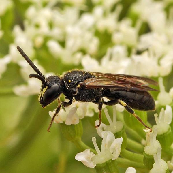 Wilbienen der Schweiz - Hylaeus communis (M)