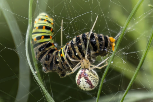 Théridion ovoïde/Théridion bordé et chenille de Machaon (© T. Kawecki)