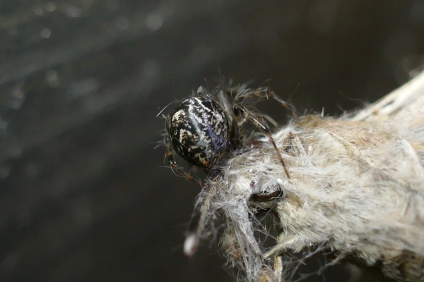 Théridion des serres - Parasteatoda tepidariorum (© L. Rathgeb).