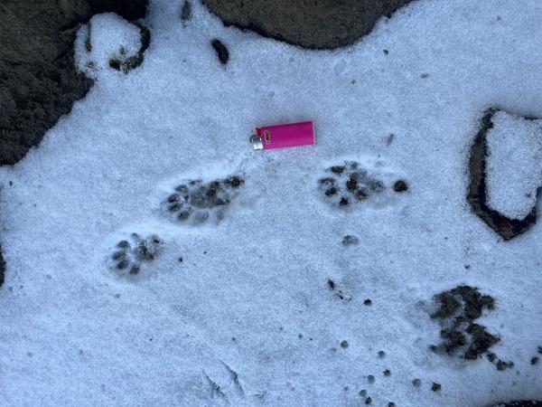 Traces des loutres dans la neige (© Stefan Hunziker)