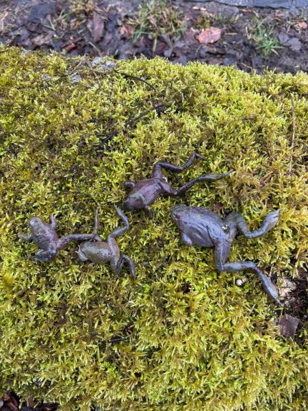 Tote Frösche im Moos