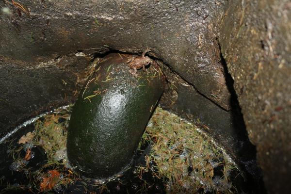 Un jeune crapaud commun coincé dans une bouche d'égout (©Jean-Baptiste Evard).