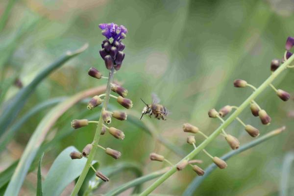 Wildbienen der Schweiz –&nbsp;Antophora Crinipes