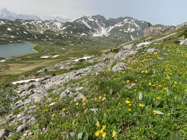 Habitat d’Osmia steinmanni 