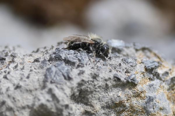 Mâle de Osmia steinmanni se chauffant au soleil sur une pierre
