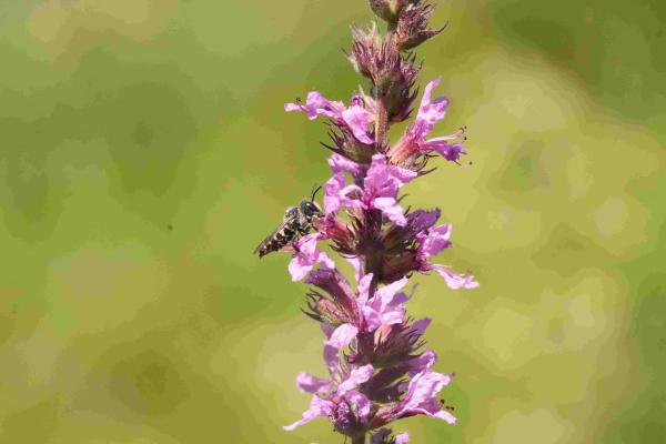 Wildbienen der Schweiz - Coelioxys Inermis (M)