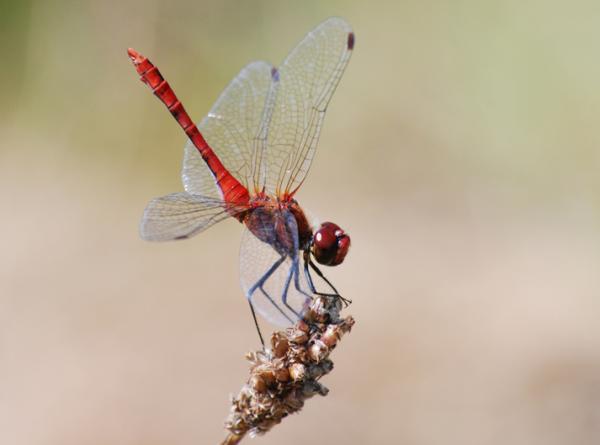 Männchen der Blutroten Heidelibelle (Sympetrum sanguineum). © Raphael Krieg