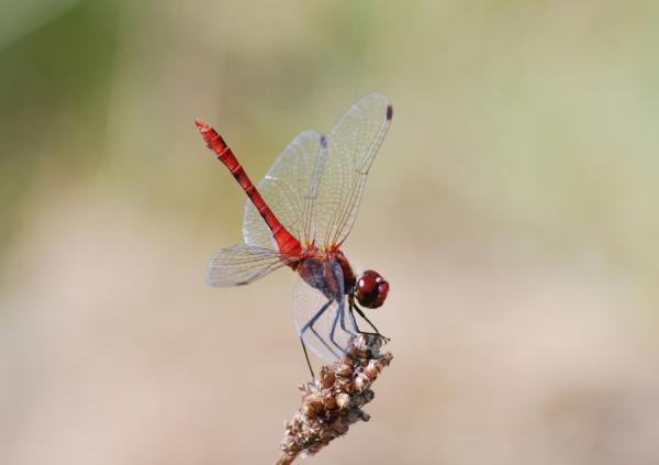 Männchen der Blutroten Heidelibelle (Sympetrum sanguineum). © Raphael Krieg