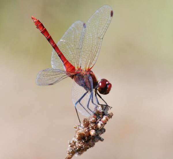 Männchen der Blutroten Heidelibelle (Sympetrum sanguineum). © Raphael Krieg