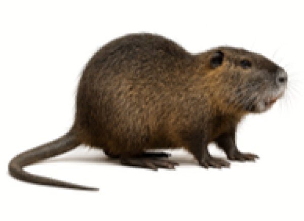 Nutria