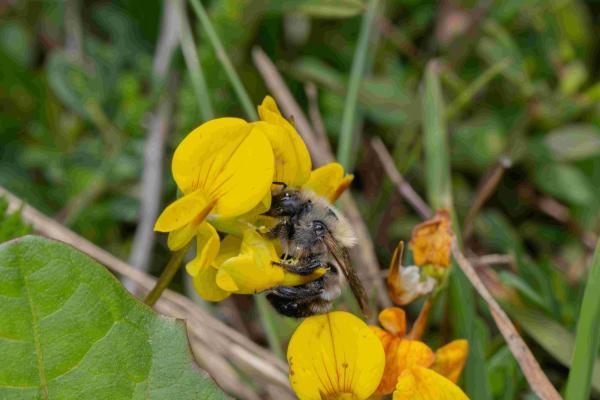 Wildbienen der Schweiz - Osmia alticola (W)