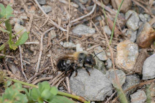 Wildbienen der Schweiz - Osmia alticola (W)