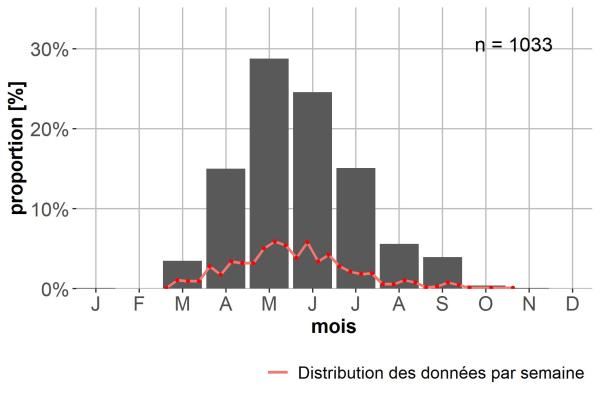 Carabes de Suisse  - Anisodactylus signatus