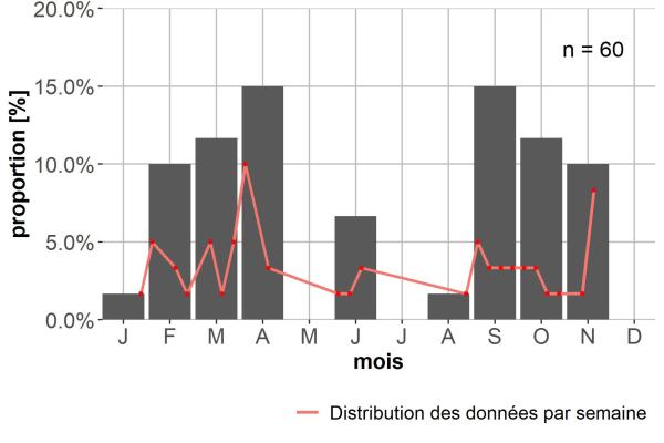 Carabes de Suisse  - Calathus cinctus