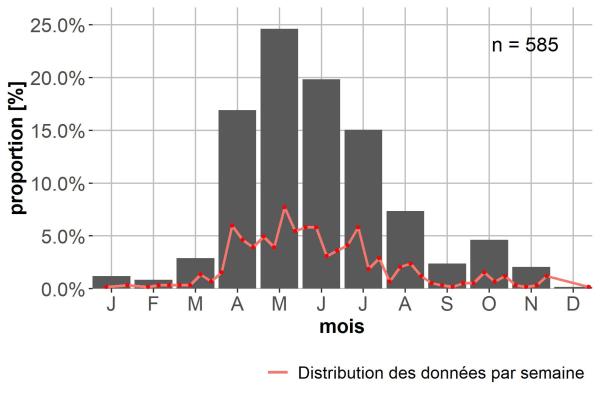 Phénologie de Bembidion dentellum. 