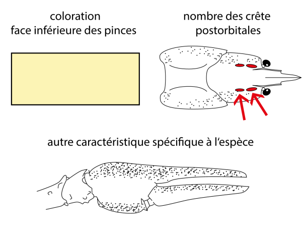 Caractéristiques déterminantes de l’écrevisse à pattes grêles