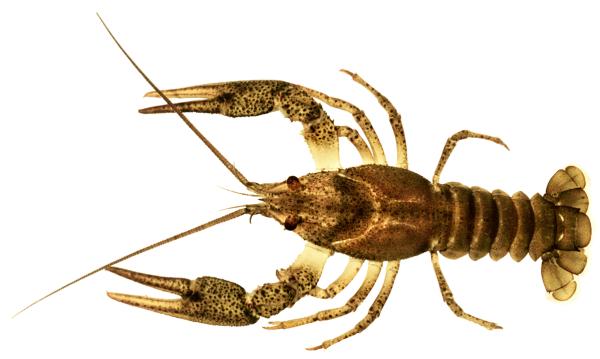 Écrevisse à pattes grêles vue de dessus (©&nbsp;Michel&nbsp;Roggo)