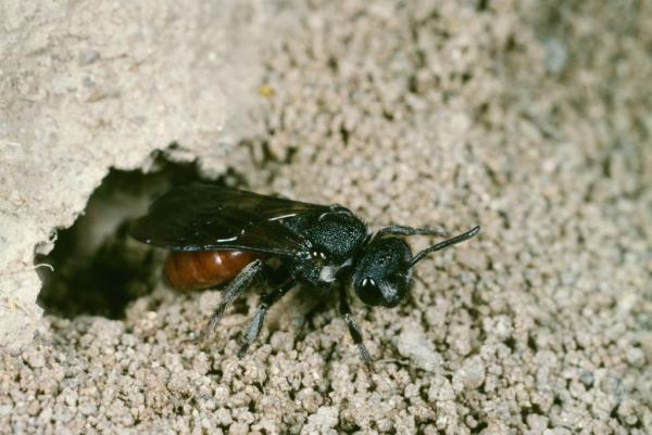 Les abeilles sauvages de Suisse - Sphecodes albilabris