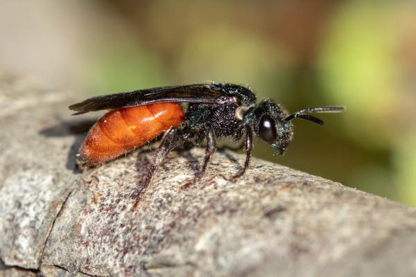 Les abeilles sauvages de Suisse - Sphecodes Albilabris (F)