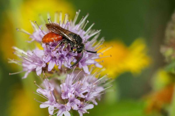Les abeilles sauvages de Suisse - Sphecodes Albilabris (M)