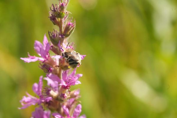 Femelle de Tetralonia salicariae sur la plante-hôte Lythrum salicaria