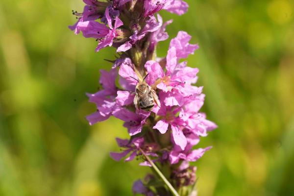 Femelle de Tetralonia salicariae sur la plante-hôte Lythrum salicaria