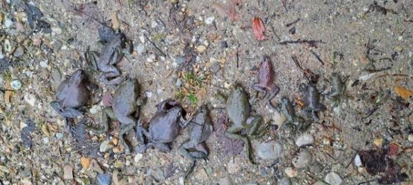 Tote Grasfrösche am Boden