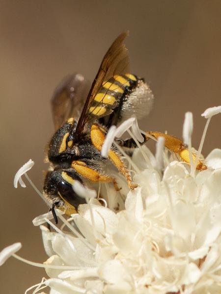 Wildbienen der Schweiz - Trachusa interrupta