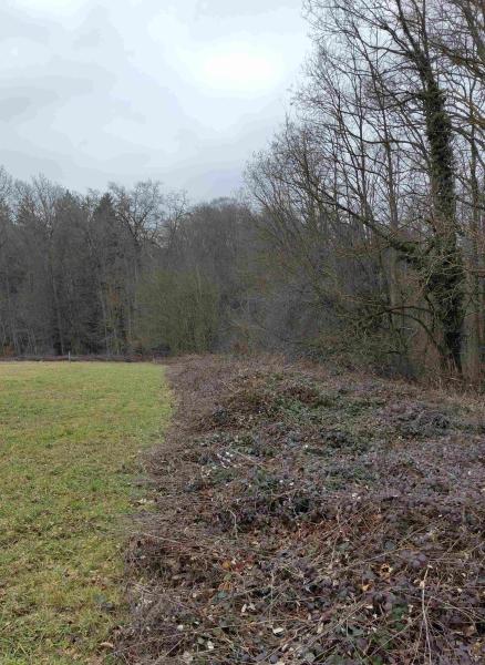 Lisière de la forêt (©Sarah Hummel)