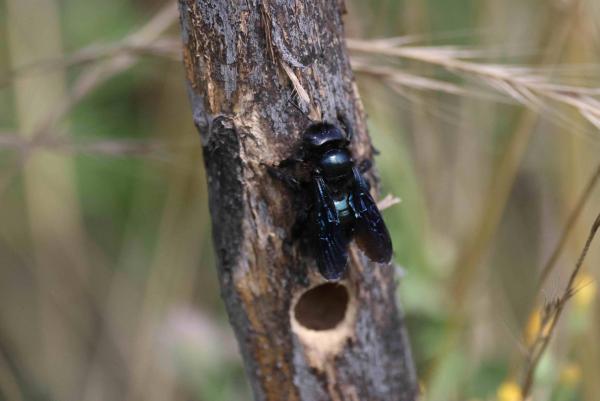 Femelle de Xylocopa iris 