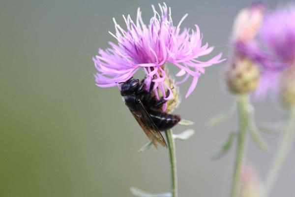 Femelle de Xylocopa iris sur Centaurea stoebe