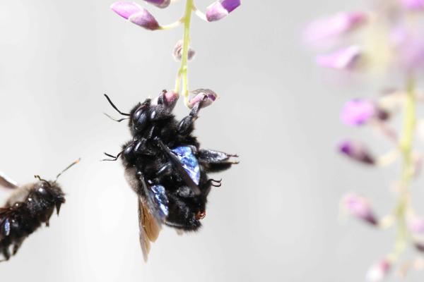 Accouplement de Xylocopa violacea sur une fleur de Wisteria sinensis