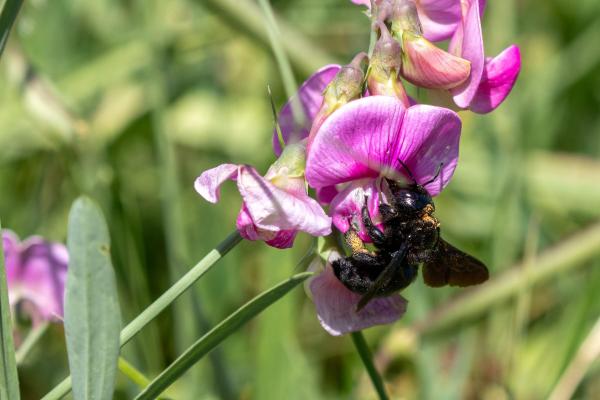 Femelle de Xylocopa valga récoltant sur une Fabaceae