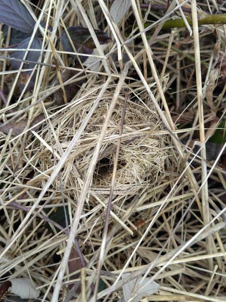 Nid souris des moissons (©Sarah Hummel)