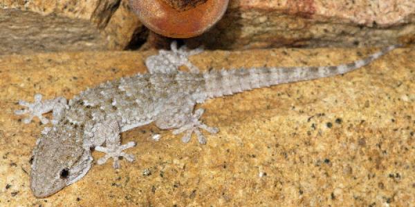 Mauergecko