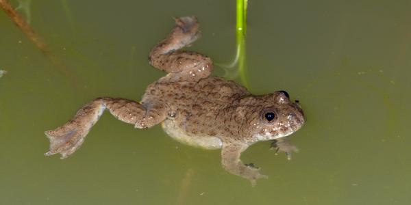 Gelbbauchunke im Wasser 